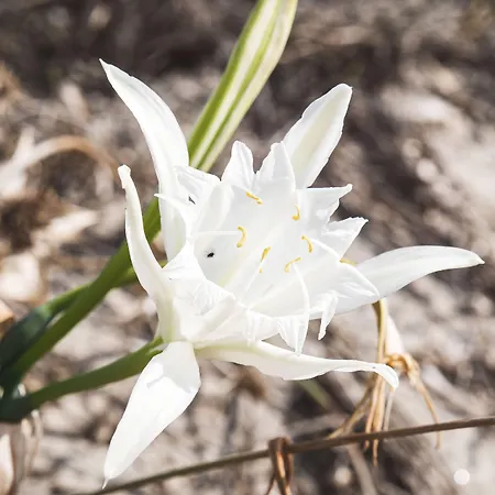 公寓 雅尼公寓 *